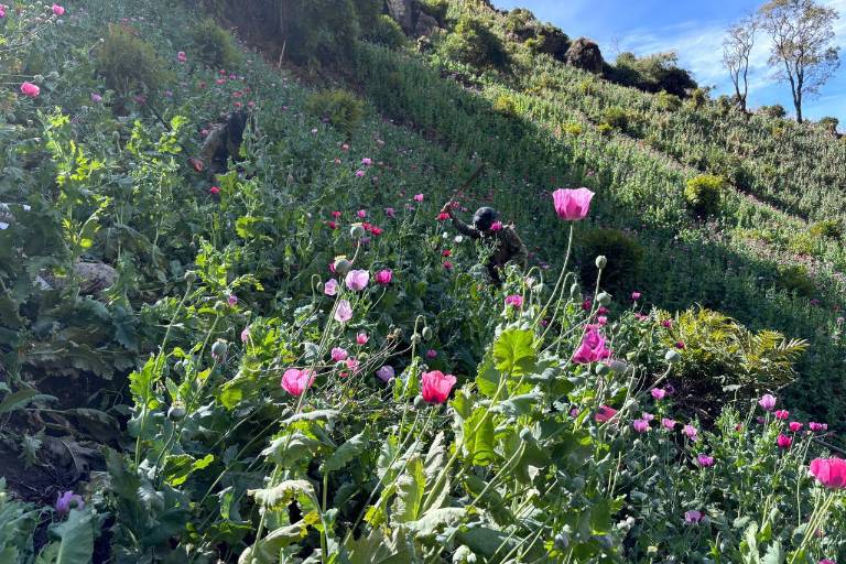 Marina localiza y erradica 24 plantíos de amapola en Nayarit