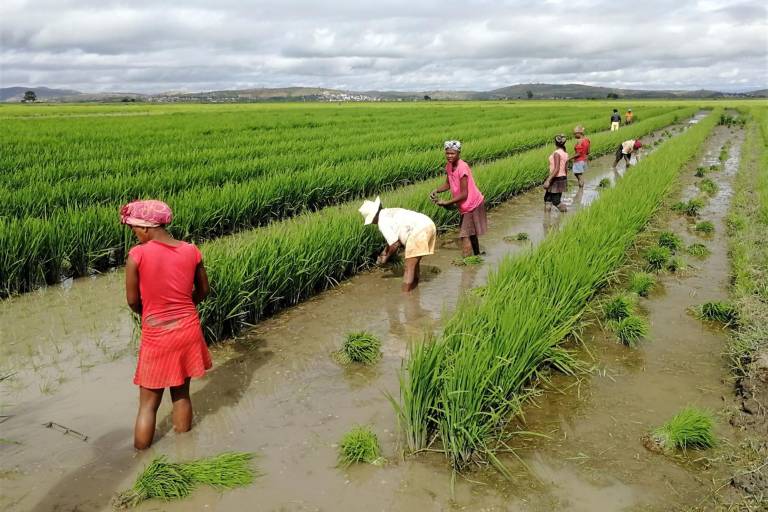 Índice de precios de alimentos repuntó en julio, señala la FAO