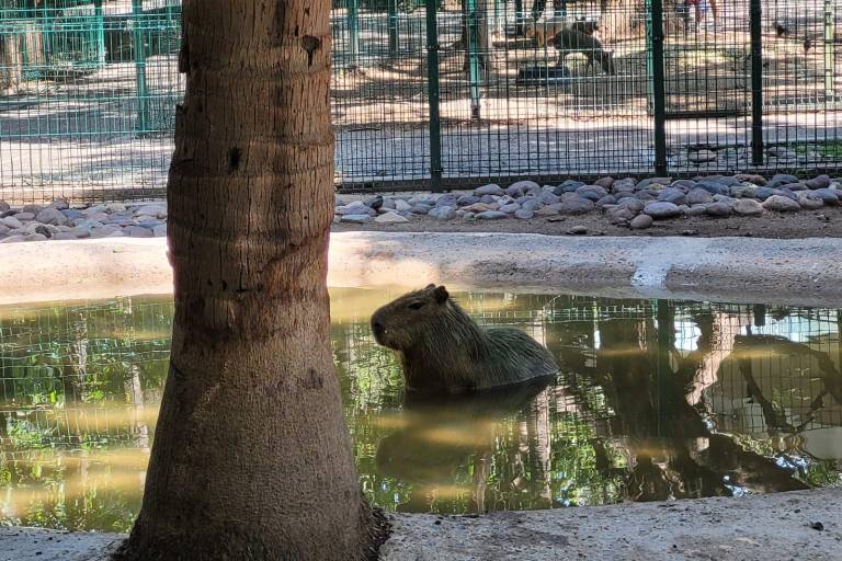 Había cuatro capibaras hace unos años, ahora en el Zoológico de Culiacán sólo hay uno