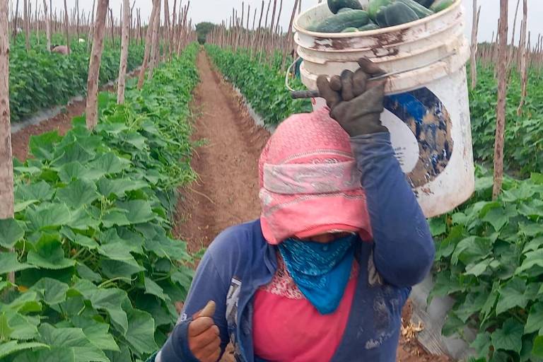 Reporte de los Agronegocios en Norteamérica