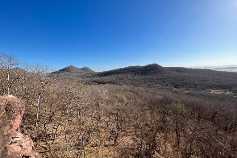 En Culiacán, más de mil hectáreas has sido deforestadas en el Cerro 7 gotas, señalan activistas
