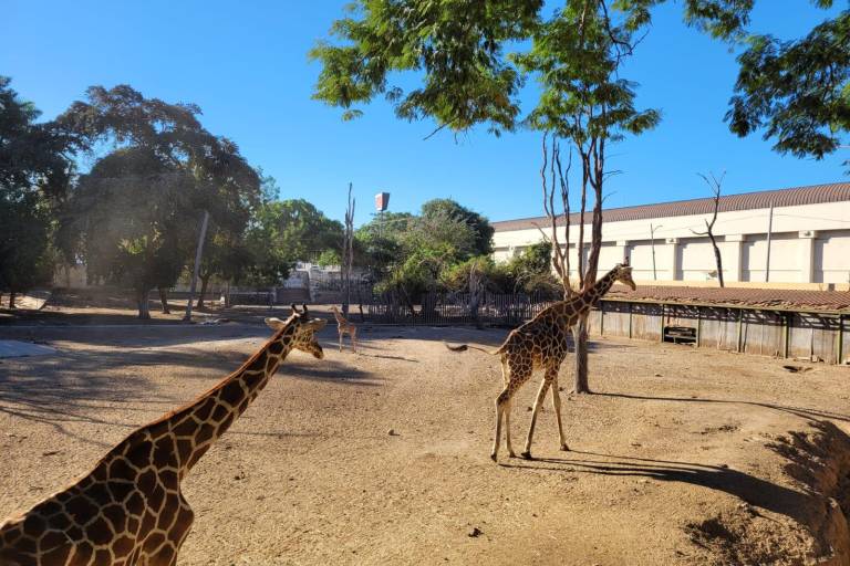 Profepa sin antecedentes de desaparición de una jirafa en el Zoológico de Culiacán