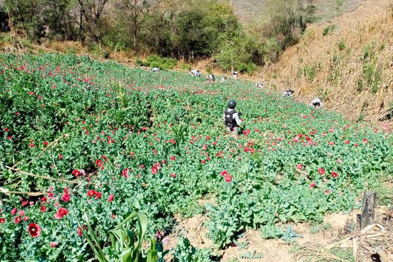 Guardia Nacional destruye cultivos de amapola en Durango