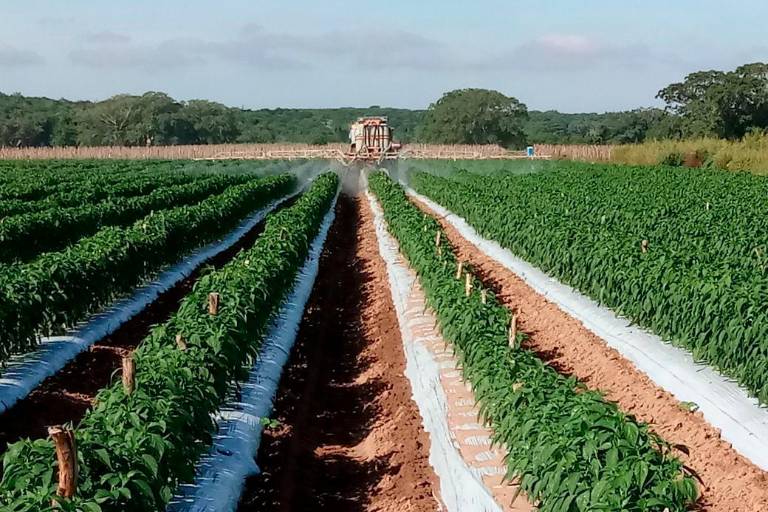 Del campo a la nube: cómo la Inteligencia Artificial ayuda a que crezca la agricultura regenerativa