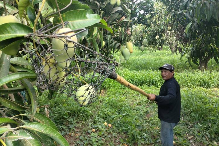 Cierra la temporada de mango en el sur de Sinaloa con un repunte en precios