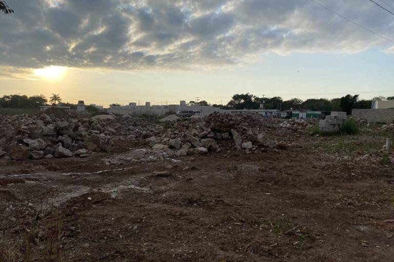 La deforestación avanza en Mérida y solo 26 árboles reciben protección