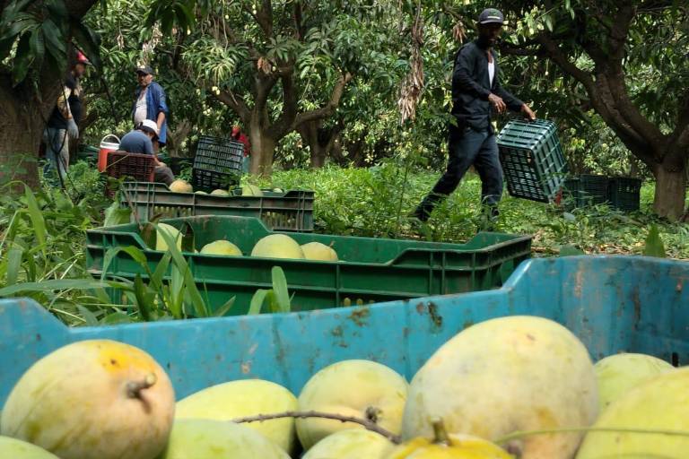 Productores de Rosario ven que el precio del kilo de mango no les genera ganancia