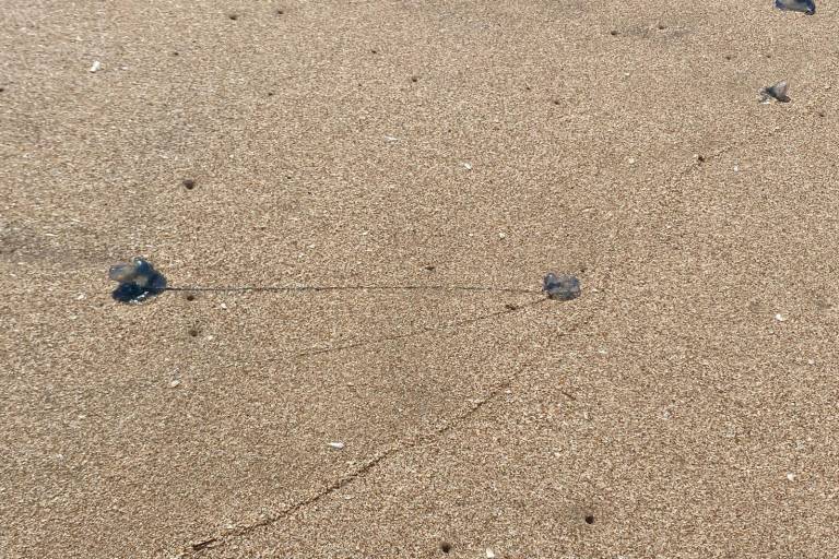 Alertan a bañistas sobre la presencia de quemadores en playas de Mazatlán