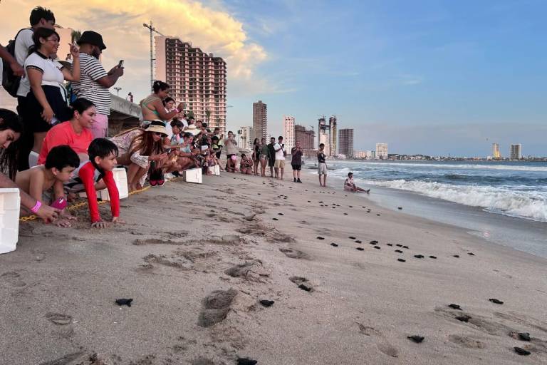 Hasta septiembre, más de 5 mil tortugas marinas serán liberadas en playas de Mazatlán