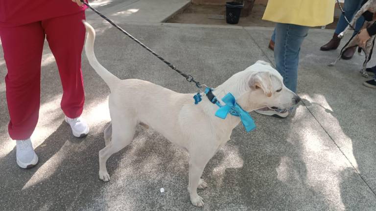 Algunos lomitos se ganaron el corazón de alguien y fueron adoptados.