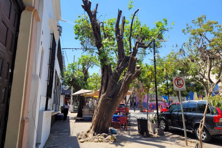 Talar árboles en Culiacán implica sanción, pero la desconocen funcionarios del Ayuntamiento