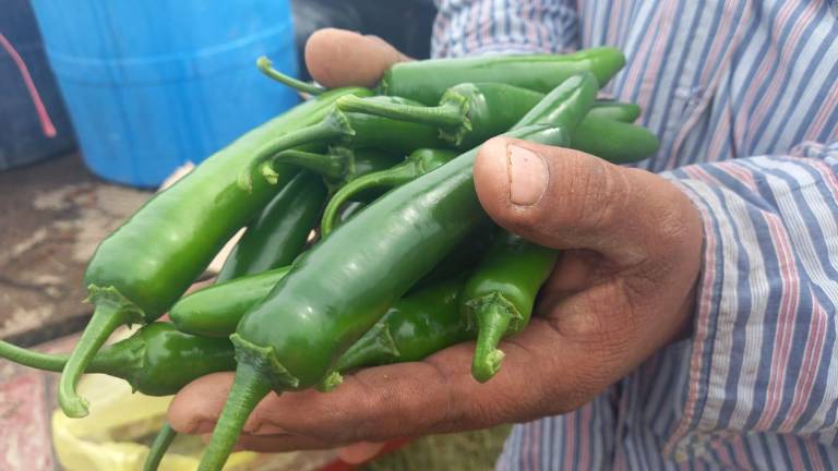 Hasta hace 15 días el chile serrano estaba en 55 pesos, pero este ha disminuido para estar entre los 20 y 22 pesos por kilógramo.