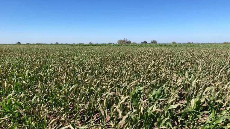 El agricultor está con la incertidumbre respecto a si va a poder sembrar en el siguiente ciclo, afirma el especialista.