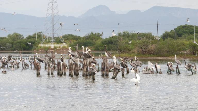 La mortandad de peces es un problema relacionado con la falta de oxigenación en el agua, afirma Pesca.