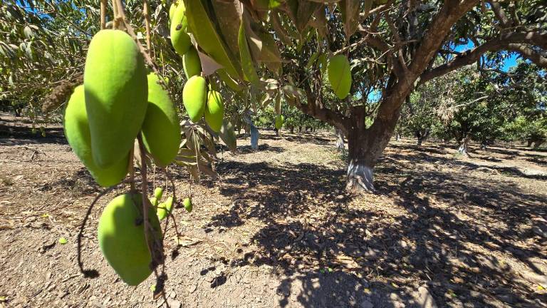 La sequía y el clima inestable afectan la producción de mango en las huertas de Rosario.