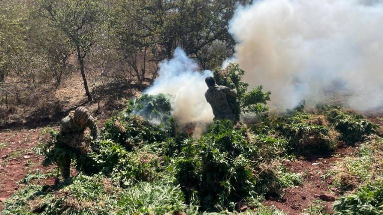 Los cuatro plantíos de mariguana contaban con alrededor de 255,000 plantas.