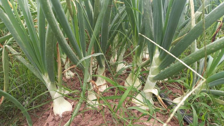 Productores alternan cultivos para mantener sus tierras productivas.