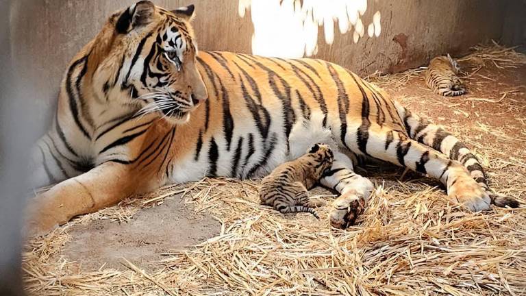 La Profepa impuso las medidas de limpieza y reubicación de ejemplares en cuarentena en algunos recintos, limpieza del área de felinos, entre otras medidas.