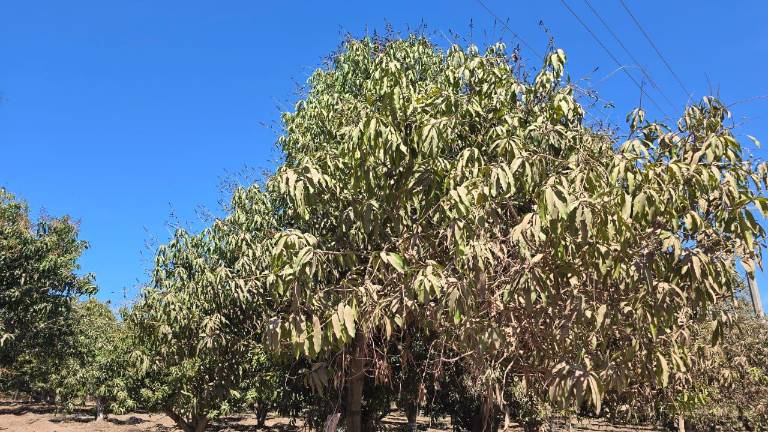 Los productores de mango de Rosario esperan un aumento en la cosecha gracias al suministro de agua de riego.