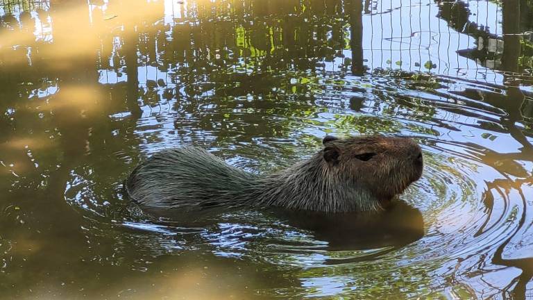 En el Zoológico de Culiacán permanece solo un capibara hembra, sin que haya documentación del segundo ejemplar.