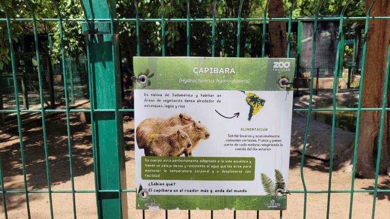 El Alcalde de Culiacán debe informar sobre la desaparición de capibaras en el Zoológico, pide regidora.