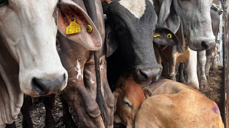 Técnicos del Senasica inspeccionan unidades de producción y curan heridas en animales para descartar presencia del gusano barrenador.