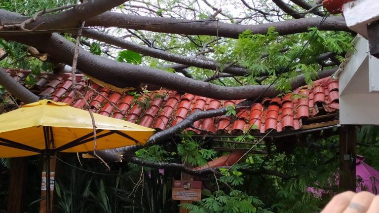 El árbol que cayó en Carnitas El Bigotes.
