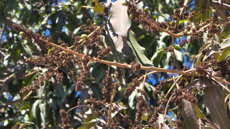 Los cambios extremos en las temperaturas ha tenido un impacto en la floración de los árboles de mango, advierte especialista.