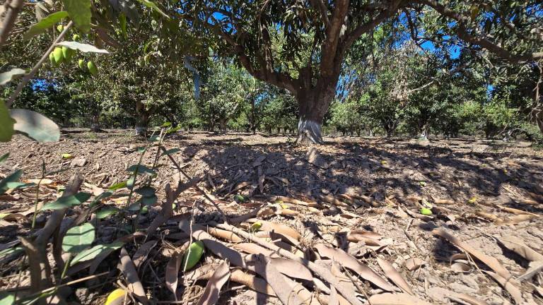 La huertas de mango de Rosario que no contaron con riego de la presa Santa María no tendrán producción este año.