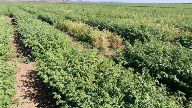 Productores consideran que la comercialización del garbanzo ha dado certidumbre.