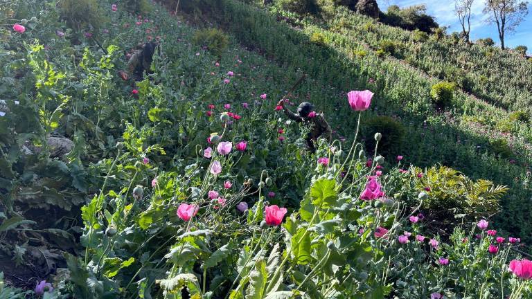 El personal de la Armada de México erradicó más de 4 millones 125 mil plantas de amapola en una extensión de 182 mil metros cuadrados en Nayarit.