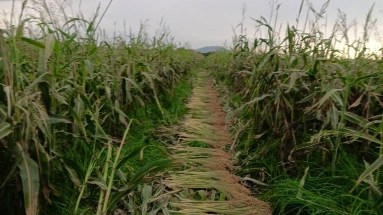 En Rosario hay una zona donde se sigue cultivando la planta para elaborar la escoba.