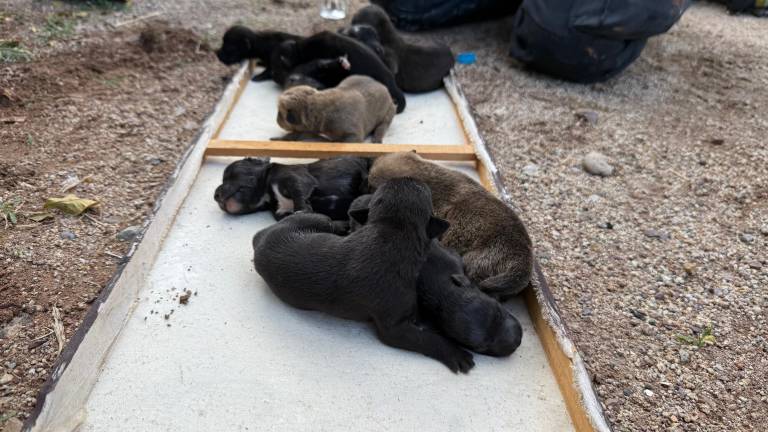 Bomberos de Culiacán rescataron a los cachorros recién nacidos utilizando una tabla como camilla improvisada.