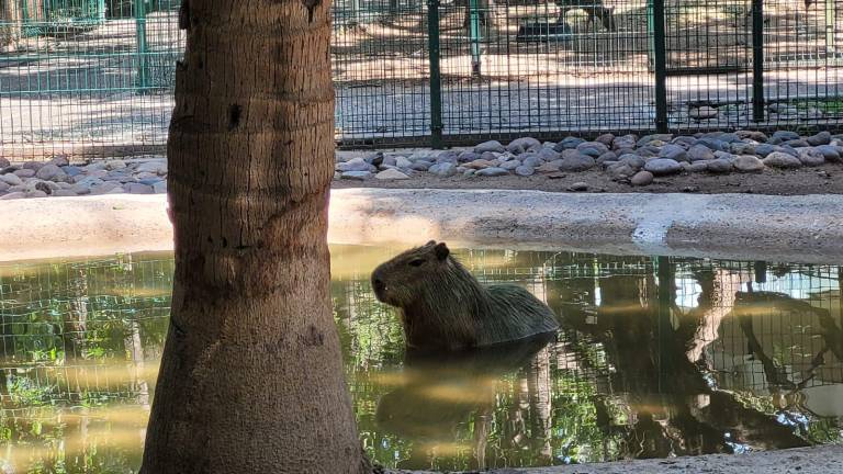 En el Zoológico de Culiacán se perdió un capibara.
