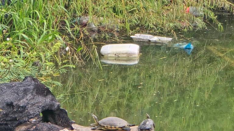 Las lluvias recientes elevaron el nivel de agua en la Laguna del Iguanero, pero también arrastraron basura que contamina el lugar.