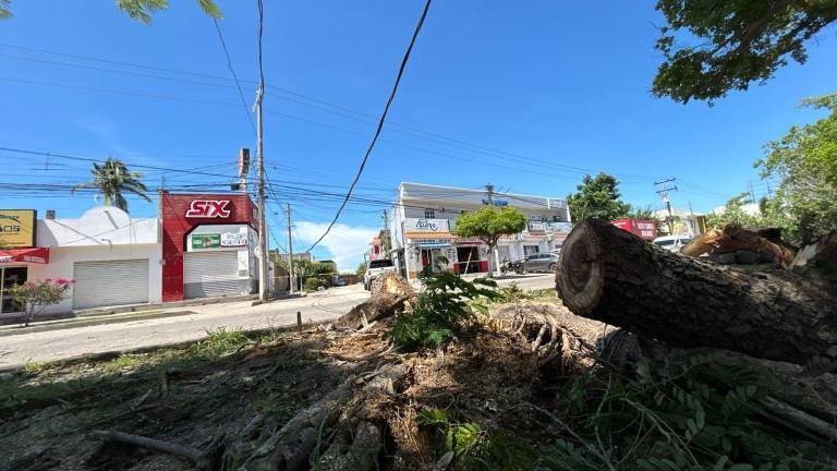 Un árbol y el cableado eléctrico fue derribado en la Avenida Bicentenario en Mazatlán.