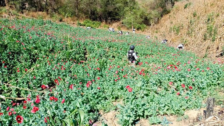 Cultivos de amapola detectados y destruidos en la sierra de Durango.