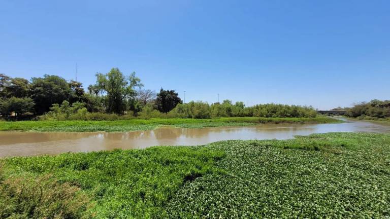 Este sábado harán colecta de lirio acuático en el río Humaya, en Culiacán.