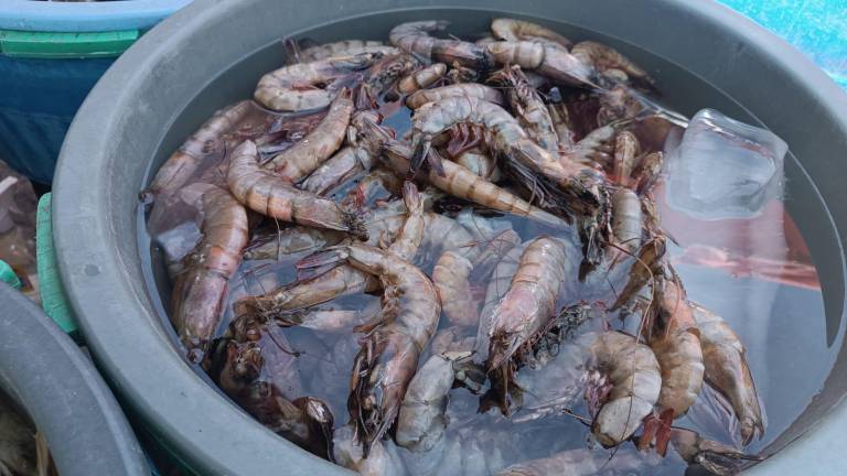 Esperan que para el verano repunte la venta de camarón.