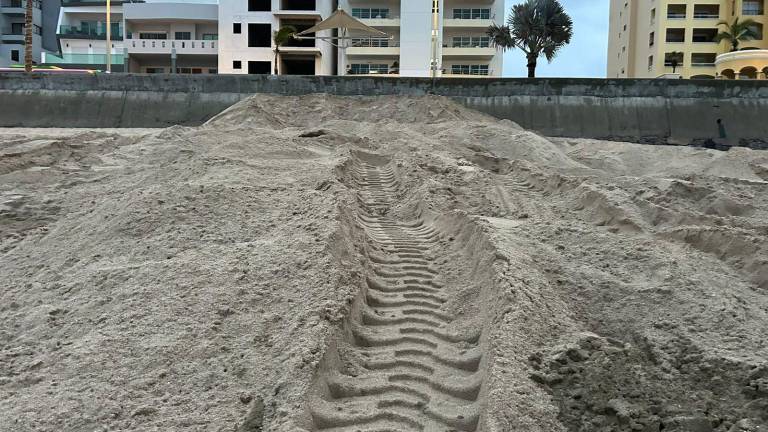 La ballena que apareció muerta en la playa de Mazatlán fue sepultada en el mismo lugar.