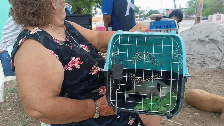 Mazatlecos demuestran su compromiso en el cuidado de la salud de sus mascotas al llevarlos a esterilizar.