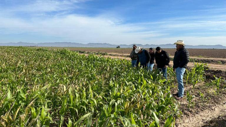 El mes de enero cerró con un total de 583 mil 336 hectáreas de cultivos sembradas de las 670 mil hectáreas programadas para el ciclo agrícola.