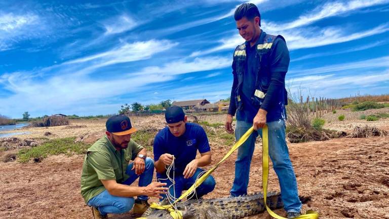 Uno de los cocodrilos rescatados tiene 4.5 metros de longitud, y el otro 1.5 metros.