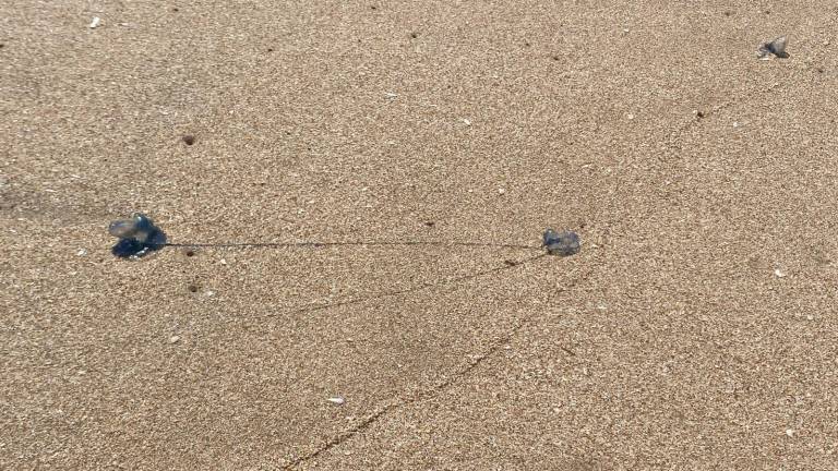 Salvavidas de Mazatlán emiten alerta por quemadores en playa Cerritos y otras zonas, pidiendo a los visitantes identificar las señales y evitar riesgos.