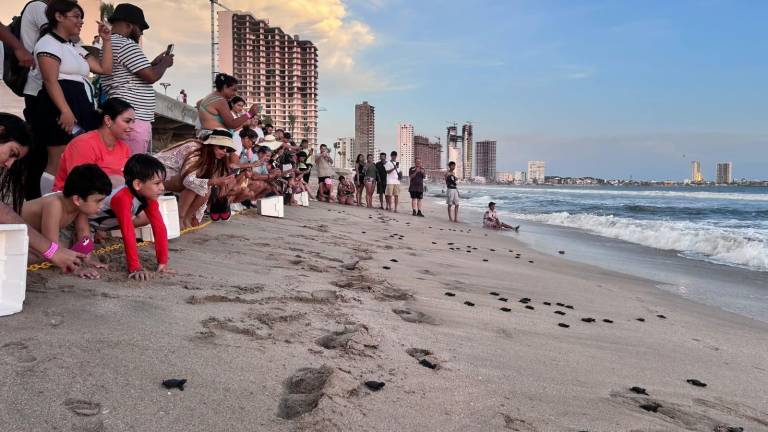 Casi 5 mil crías de tortugas marinas están siendo liberadas este miércoles, jueves y viernes.