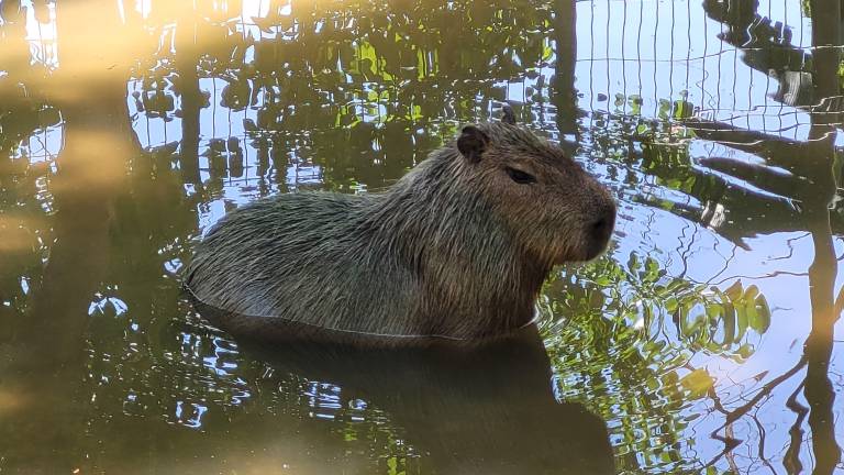 Regidor pide investigar situación de capibara en el Zoológico de Culiacán.