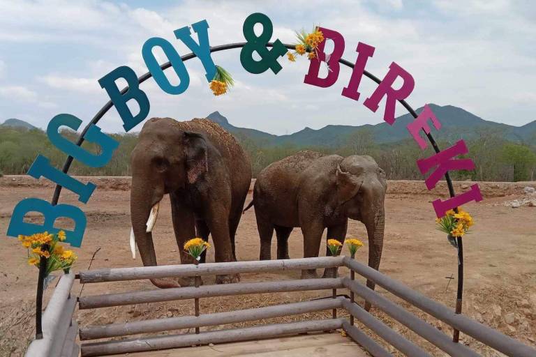 Unen en matrimonio a elefantes Bireki y Big Boy