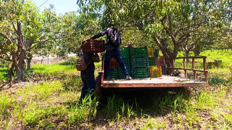 En las huertas del sur de Escuinapa inicia el corte de mango.