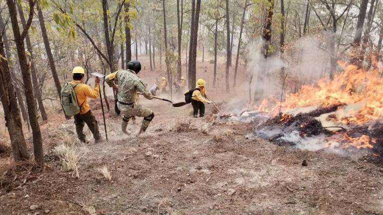 Incendios forestales en la zona de El Palmito, Concordia, han dejado sin sustento a decenas de familias que dependen de la reserva de la chara pinta.