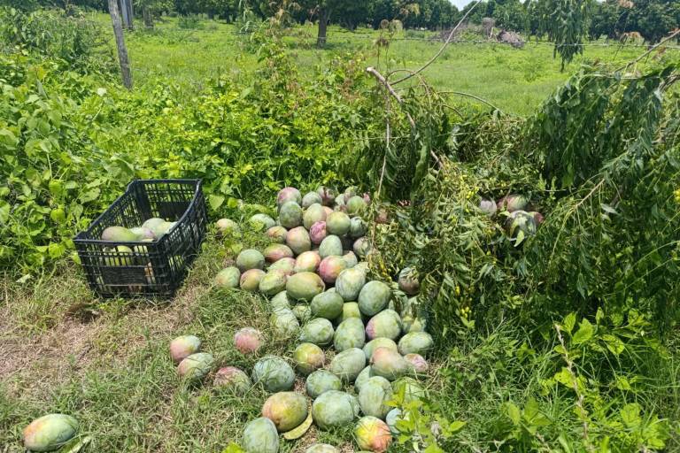 Denuncian falta de orden en centros de acopio de mango de Escuinapa